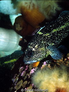 China Rockfish, Queen Charlotte Islands, Canada's Pacific... by David Gilchrist 